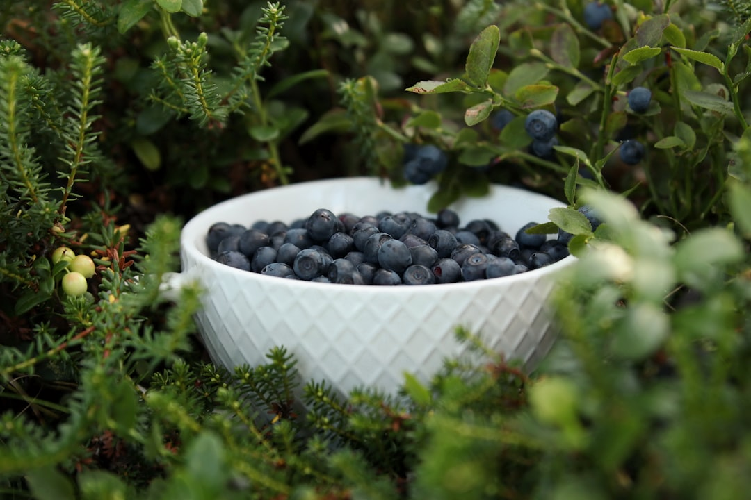 Frische Bio-Eier und Brot